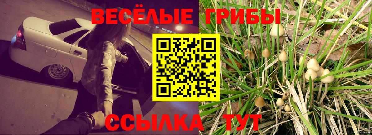 Кропоткин  Псилоцибиновые грибы прущие грибы  Вход с VPN 